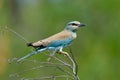 European roller (coracias garrulus) outdoor Royalty Free Stock Photo