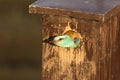 The European roller Coracias garrulus is peeping out of the hole of nesting box in the middle of puzsta Royalty Free Stock Photo