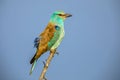 European roller