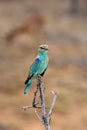 The European roller ,Coracias garrulus, portrait.European roler sitting on the branch with antelope and brown background. European Royalty Free Stock Photo