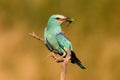 The European roller Coracias garrulus sitting on a branch in its beak and locust, portrait. A large blue bird sitting on a