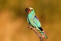 The European roller Coracias garrulus is sitting on the branch with mouse in the beak in last evening light