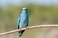 European Roller (Coracias garrulus) standing on a branch Royalty Free Stock Photo