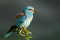 European Roller