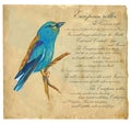 European Roller - An hand painted vector Royalty Free Stock Photo