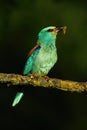 European roller with a insect in Kiskunsag National Park, Hungary Royalty Free Stock Photo