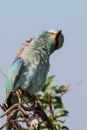 European Roller