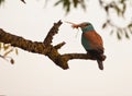 European Roller with locust