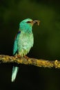 European roller perching and holding a catch of caterpillar in summer at sunset