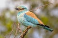 European roller on prickly branch