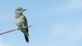 European Roller on a Stick, Kruger Park, South Africa