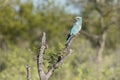 European roller on whitered tree top at Kruger park, South Africa