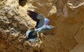 European rollers Coracias garrulus Royalty Free Stock Photo