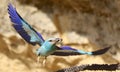 European rollers Coracias garrulus Royalty Free Stock Photo