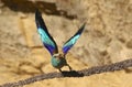 European rollers Coracias garrulus Royalty Free Stock Photo