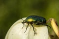 European rose chafer - close up Royalty Free Stock Photo