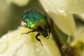 European rose chafer in flowers Royalty Free Stock Photo