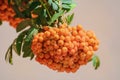 European rowan fruit Royalty Free Stock Photo