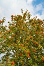 European rowan tree - Sorbus aucuparia - with lots of ripe orange red berries.