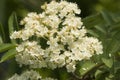 European Rowan, Wilde lijsterbes, Sorbus aucuparia