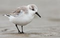European Sanderling (Calidris alba) bird Royalty Free Stock Photo