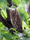 European Scops Owl on Lime Tree Royalty Free Stock Photo