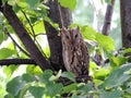 European Scops Owl on Lime Tree Royalty Free Stock Photo