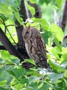 European Scops Owl on Lime Tree Royalty Free Stock Photo