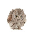 European scops owl Otus scops. isolated on white background