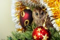 European scops owl, Otus scops, sitting on a branchsitting on a Christmas tree near Christmas toys Royalty Free Stock Photo