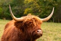 Scottish highland cattle portrait head in close up. European Red gaelic cattle with big horns Royalty Free Stock Photo