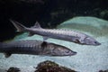 European sea sturgeon Acipenser sturio