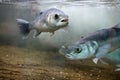 European Seabass (Dicentrarchus labrax) Royalty Free Stock Photo