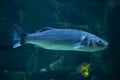 European seabass Dicentrarchus labrax