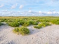 European searocket, Cakile maritima, growing on beach and salt m Royalty Free Stock Photo