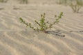 European searocket growing on a sandy beach