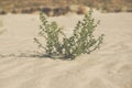 European searocket growing on a sandy beach