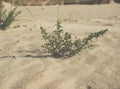 European searocket growing on a sandy beach