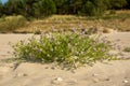 European searocket growing on a sandy beach Royalty Free Stock Photo