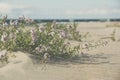 European searocket growing on a sandy beach