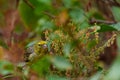 European serin bird perched on a tree branch