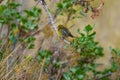 European serin bird perched on a tree branch