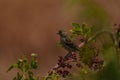 European serin bird perched on a tree branch Royalty Free Stock Photo