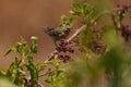 European serin bird perched on a tree branch