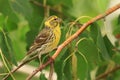 European serin on branch of birch