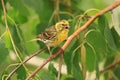 European serin on branch of birch Royalty Free Stock Photo