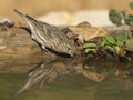 European Serin - Chamariz - Serinus serinus