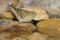 European Serin - Chamariz - Serinus serinus