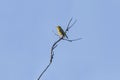 European serin on dry branch of tree