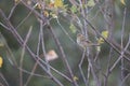 european serin female in its natural environment